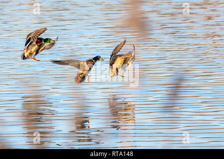 Drei Stockenten Landung auf See Oberfläche leuchtet am Nachmittag Sonne. Schön und hell Natur Bild mit kopieren. Wildlife Fotografie UK. Stockfoto