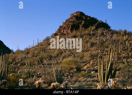 USA, Arizona, Organ Pipe Cactus National Monument, Sonnenuntergang Licht auf Ocotillo und Orgelpfeife, Saguaro und cholla Kakteen. Stockfoto