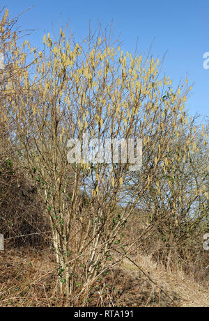 Gemeinsame Hazel - Corylus avellana Federbuchse mit palmkätzchen Stockfoto