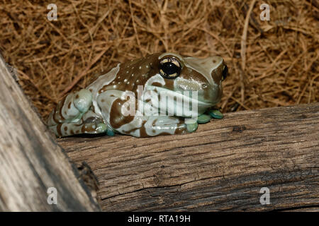 Amazon Milch Frosch - Trachycephalus resinifictrix aus dem Regenwald des Amazonas Stockfoto