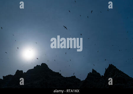 Little Skellig, Skelling Inseln, County Kerry, Irland, Europa Stockfoto