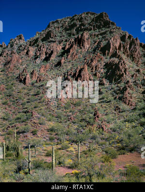 USA, Arizona, Organ Pipe Cactus National Monument, Orgel Leitung und Saguaro Kakteen und Palo Verde wachsen unter felsigen Hang; Puerto Blanco Berge. Stockfoto