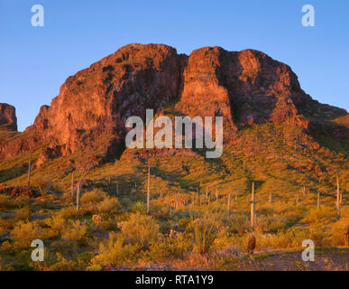 USA, Arizona, Picacho Peak State Park, Sunrise Licht auf steilen Klippen mit Saguaro Kakteen, Ocotillo und Palo Verde am unteren Hängen. Stockfoto