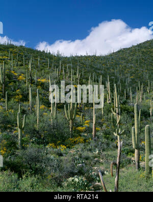 USA, Arizona, Coronado National Forest, cumulus Wolken über Stand von Saguaro Kakteen mit brittlebush im Frühjahr blühen, Santa Catalina Mountains. Stockfoto