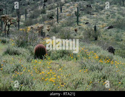 USA, Arizona, Picacho Peak State Park, Blüten Mohn neben Saguaro Kakteen, cholla und Schrecken. Stockfoto