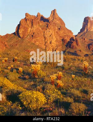 USA, Arizona, Kofa National Wildlife Refuge, Abendlicht auf brittlebush, cholla und Ocotillo wachsen auf Wüste an der Basis der Kofa Berge. Stockfoto