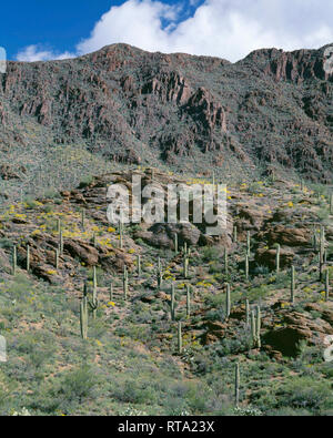 USA, Arizona, Tucson Mountain County Park, Blühende brittlebush und Saguaro, cholla und Prickly Pear Kakteen auf Flanken von Tucson Berge. Stockfoto