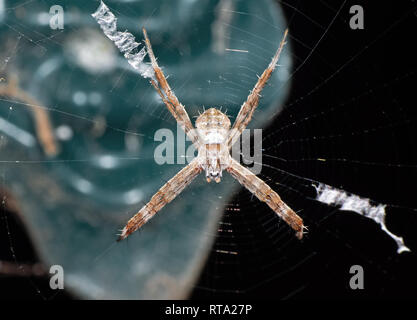 Makrofotografie von St. Andrew's Cross Spider auf Web isoliert auf Hintergrund Stockfoto