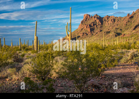 Malerische Landschaften bei Alamo Canyon auf der Ostseite der Landstraße 85, nördlich des visitor center, Organ Pipe Cactus National Monument, Arizona, USA Stockfoto