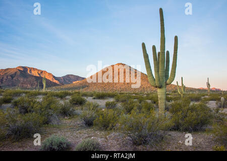 Die malerische Landschaft im Organ Pipe Cactus National Monument, South-Central Arizona, USA, mit prominenten Saguaro Kaktus, Puerto Blanco Loop Road, sunrise Stockfoto