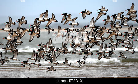 Große Herde von Oyster Catcher verschieben über den Sand bars an der Mündung. Mehr als 100 Vögel Gruppe gemeinsam für Sicherheit von Raubtieren Stockfoto