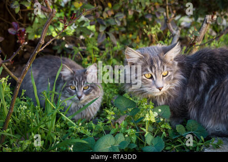 Porträt von zwei Katzen im Freien Stockfoto