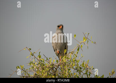 Red billed Schnabel spurfowl (Francolinus adspersus) im Baum Etosha Nationalpark Stockfoto