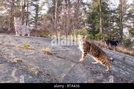 Gruppe Familie Haustiere bestehend aus zwei Bengal Katzen und einen Chihuahua in ihren ersten gemeinsamen Frühling Outing im Freien Stockfoto