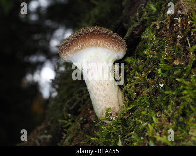 Junge Honig Pilz (Armillaria sp.) in einem Wald im Staat Washington, USA Stockfoto