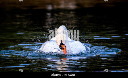 Swan, ein morgen Dusche oder Badewanne im Al qudra See Dubai Stockfoto