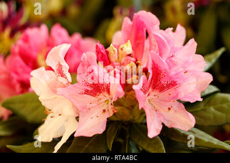 Rhododendron. Stockfoto