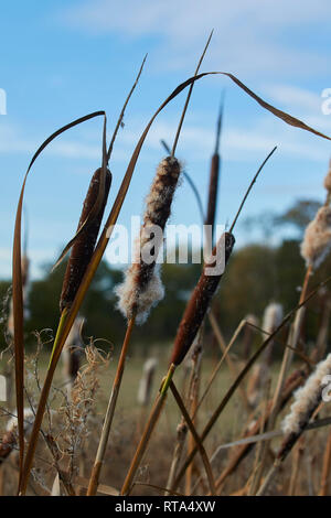 Rohrkolben gegen einen normalen Himmel in einer Wiese in South Yorkshire, England, Großbritannien, Europa Stockfoto