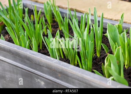 Nahaufnahme von grünen Trieben von Narzissen und Tulpen Frühlingszwiebeln, die im Frühjahr in einer Talsohle wachsen England Vereinigtes Königreich GB Großbritannien Stockfoto