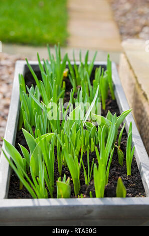 Nahaufnahme von grünen Trieben von Narzissen und Tulpen Frühlingszwiebeln, die im Frühjahr in einer Talsohle wachsen England Vereinigtes Königreich GB Großbritannien Stockfoto