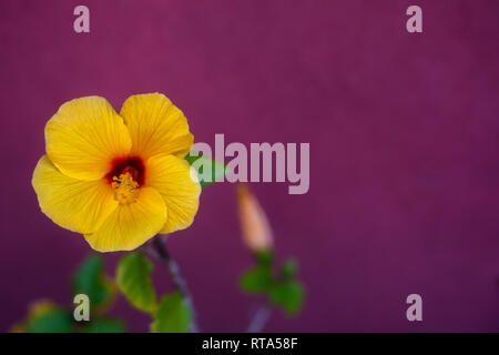 Hintergrundbild von tropischen Yellow Hibiscus gegen Magenta Hintergrund mit Kopie Raum Stockfoto