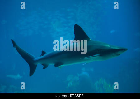 Sandbar shark (Carcharhinus plumbeus), auch als thickskin Shark auf dem Lissabonner Ozeanarium (Oceanário de Lisboa) in Lissabon, Portugal bekannt. Stockfoto