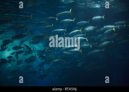 Atlantic chub Makrelen (Scomber colias). Stockfoto