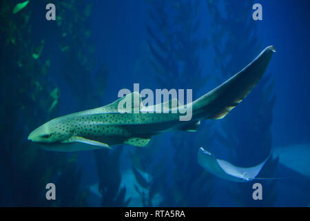 Zebra Hai (Stegostoma fasciatum) auf dem Lissabonner Ozeanarium (Oceanário de Lisboa) in Lissabon, Portugal. Stockfoto