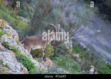 Ein männliches Wild Mountain Goat, eine Iberische Steinböcke manchmal als Beceite ibex (Capra pyrenaica Hispanica) bei Comares in Andalusien, Südspanien Stockfoto