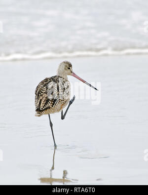 Marmorierte Godwit (Limosa fedoa) Spaziergänge am Strand, Playa del Rey, CA, USA. Stockfoto