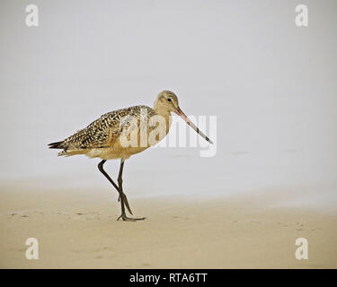 Marmorierte Godwit (Limosa fedoa) Spaziergänge am Strand, Playa del Rey, CA, USA. Stockfoto