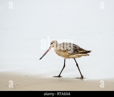 Eine marmorierte Godwit (Limosa fedoa) Spaziergänge am Strand in der Nähe von Playa del Rey, CA Stockfoto