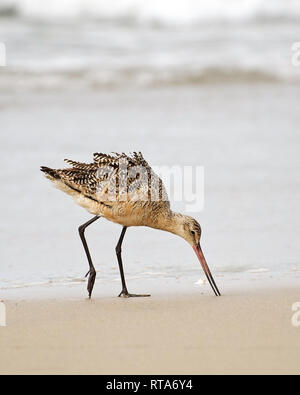 Marmorierte Godwit (Limosa fedoa) Spaziergänge am Strand, Playa del Rey, CA, USA. Stockfoto