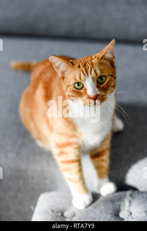 Portrait von Rothaarigen Katze mit grünen Augen zu Hause. Stockfoto