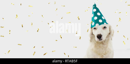 BANNER GEBURTSTAG ODER KARNEVAL HUND. Welpe, der EINE GRÜNE POLKA DOT HAT. Auf weißem Hintergrund mit goldenen KONFETTI FALLENDE ISOLIERT. Stockfoto