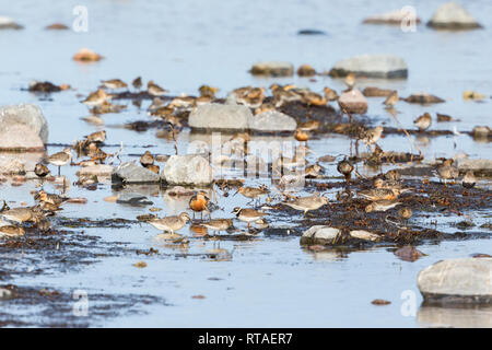 Watvögel am Wasser Stockfoto