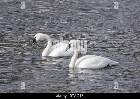 Ein Paar von Trumpeter Schwäne schwimmen zusammen auf den Firehole Fluss im Winter im Yellowstone National Park, Wyoming. Stockfoto