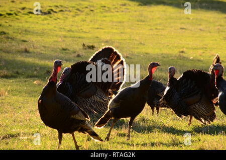 Eine Gruppe von wilden Truthähnen Toms und Legehennen Futter in das Fort Niobrara National Wildlife Refugee in Valentine, Nebraska. Stockfoto