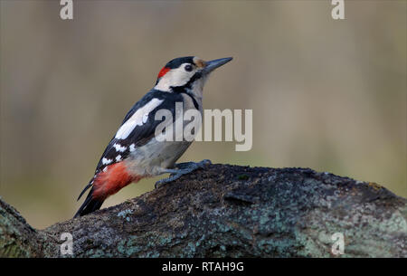 Männliche syrischen Woodpecker posiert auf einen umgestürzten Baumstamm Stockfoto