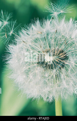 Makro Farbe Foto von einem Löwenzahn mit Hellgrün bokeh an einem sonnigen Tag Stockfoto