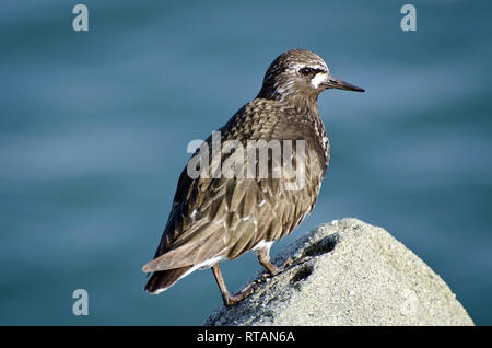 Schwarz Turnstone (Arenaria interpres) Sitzstangen auf einem Felsen entlang Ballona Creek, Playa del Rey, CA, USA. Stockfoto