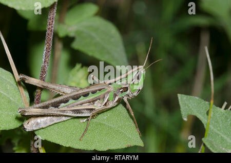 Bewundernswert Heuschrecke, Syrbula admirabilis, Weiblich Stockfoto