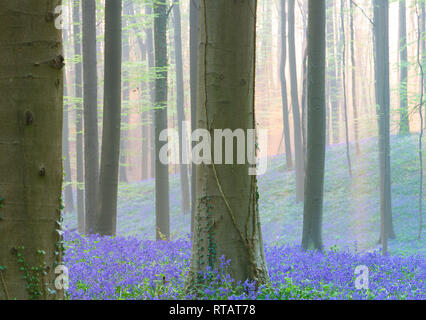 Am frühen Morgen leichte Feder Wald mit violett blau Glocken im Nebel Nebel. Diese wilden Blumen bedecken den Boden der Wälder mit einem Teppich aus Farbe.. B Stockfoto