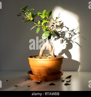 Ficus in Keramik Topf Stockfoto