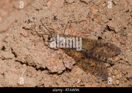 LangschwanzAntlion, Brachynemurus sackeni Stockfoto