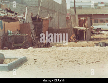 Kamele, Hunde und Ziegen warten Verkauf bei der Kamelmarkt in Hofuf (Al-Hofuf), Al-Ahsa, in der östlichen Provinz Saudi-Arabiens Stockfoto