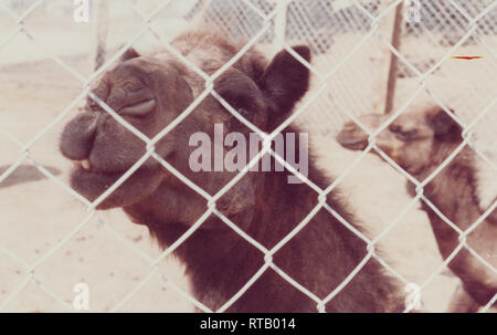 Kamele, Hunde und Ziegen warten Verkauf bei der Kamelmarkt in Hofuf (Al-Hofuf), Al-Ahsa, in der östlichen Provinz Saudi-Arabiens Stockfoto