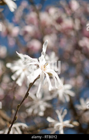 White Magnolia Stellata (Magnolia Star) Blume auf Stammzellen gegen Rosa Magnolie und blauer Himmel. Frühjahr in einem englischen Vorort Garten. Stockfoto