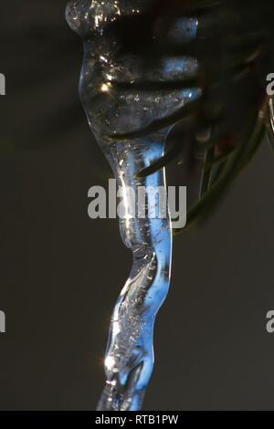 Schnee auf eine Fichte Zweig aufgetaut und erneut in der Form von einem zarten Eiszapfen gefroren. Stockfoto