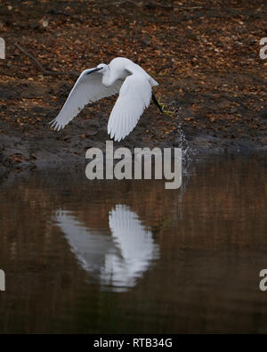 Der patient Seidenreiher, im Flug und Spiegel während der Mündung Angeln wider. Ein Symbol der Stärke und Reinheit. Stockfoto